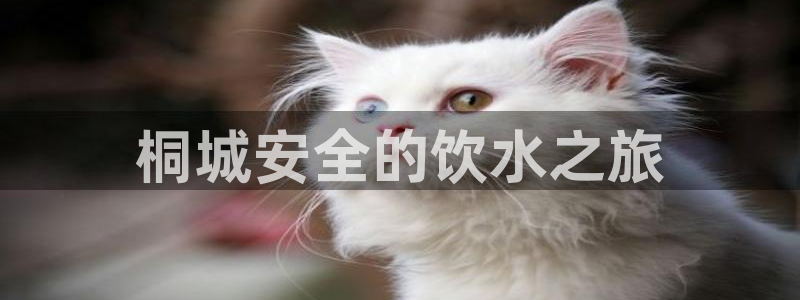 球友会qyh88bet